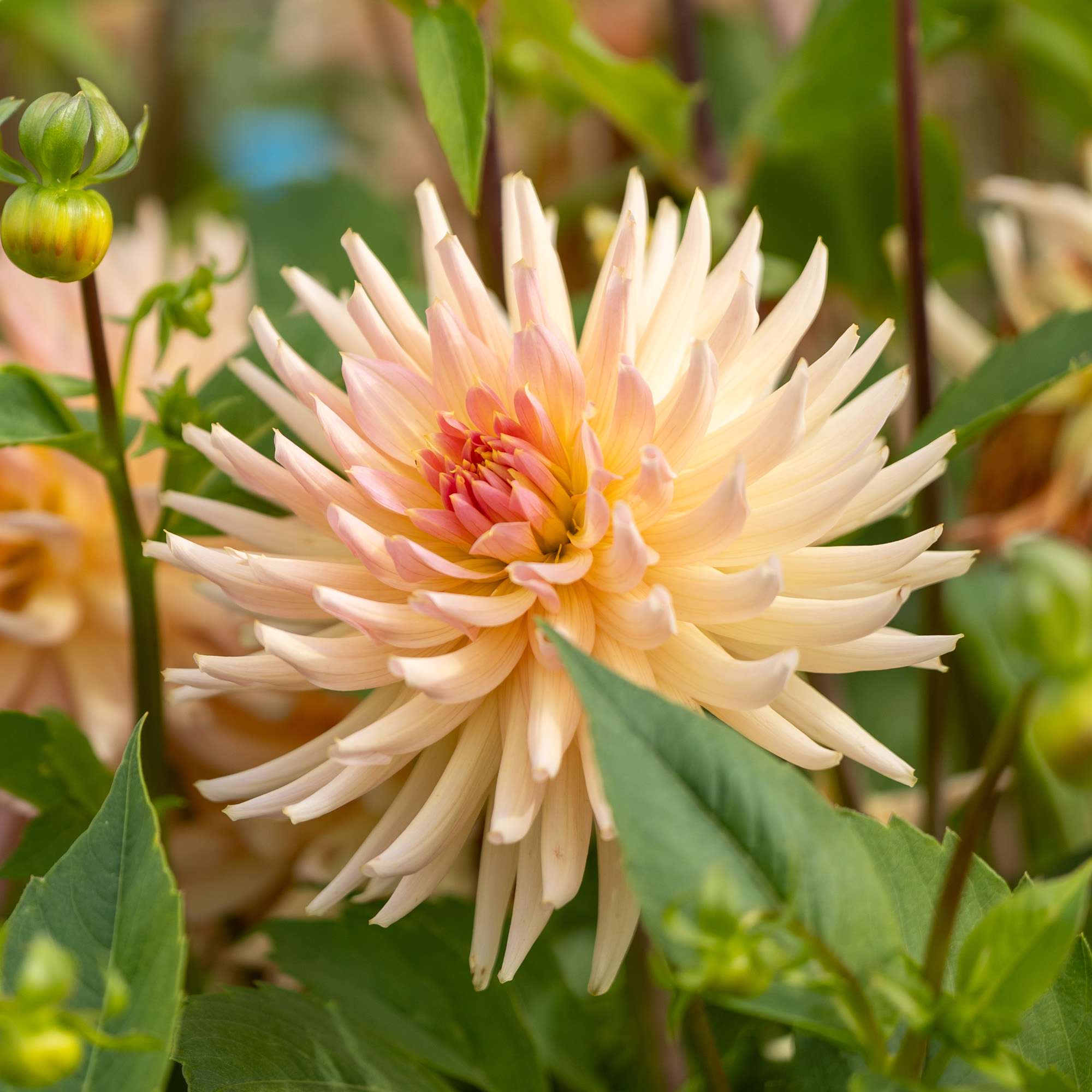 Dahlia 'Henriëtte'